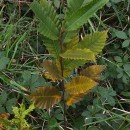 Castanea sativa Mill.Castanea sativa Mill.