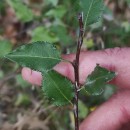 Pyrus cordata Desv.Pyrus cordata Desv.