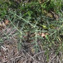 Thapsia minor Hoffmanns. & LinkThapsia minor Hoffmanns. & Link