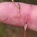 Juncus bufonius L.Juncus bufonius L.