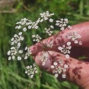 Trocdaris verticillatum (L.) Raf.Trocdaris verticillatum (L.) Raf.