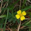 Potentilla erecta (L.) Raeusch.Potentilla erecta (L.) Raeusch.
