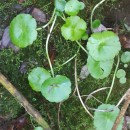 Umbilicus rupestris (Salisb.) DandyUmbilicus rupestris (Salisb.) Dandy