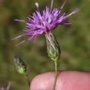 Serratula tinctoria L. subsp. tinctoriaSerratula tinctoria L. subsp. tinctoria