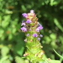 Prunella vulgaris L.Prunella vulgaris L.