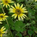 Arctotheca calendula (L.) LevynsArctotheca calendula (L.) Levyns