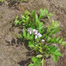 Wisteria sinensis (Sims) DC.Wisteria sinensis (Sims) DC.