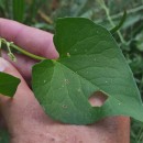 Fallopia convolvulus (L.) A. LöveFallopia convolvulus (L.) A. Löve