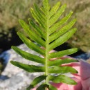 Polypodium cambricum  L.Polypodium cambricum  L.