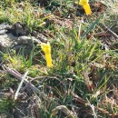 Narcissus cyclamineus DC.Narcissus cyclamineus DC.