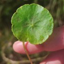 Hydrocotyle vulgaris L.Hydrocotyle vulgaris L.
