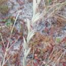 Elymus farctus (Viv.) Runemark ex Melderis subsp.boreoatlanticus (Simonet & Guinochet) MelderisElymus farctus (Viv.) Runemark ex Melderis subsp.boreoatlanticus (Simonet & Guinochet) Melderis