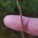 Agrostis canina L.Agrostis canina L.