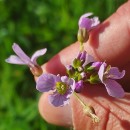 Cardamine pratensis  L.Cardamine pratensis  L.
