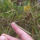 Paspalum dilatatum Poir.Paspalum dilatatum Poir.