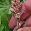 Orobanche minor Sm.Orobanche minor Sm.
