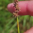 Carex echinata MurrayCarex echinata Murray