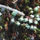 Sedum brevifolium DC.Sedum brevifolium DC.