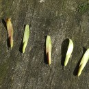 Fraxinus ornus L.Fraxinus ornus L.