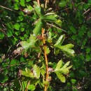 Crataegus monogyna Jacq.Crataegus monogyna Jacq.