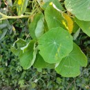 Tropaeolum majus L.Tropaeolum majus L.