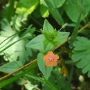 Lysimachia arvensis (L.) U.Manns & Anderb.Lysimachia arvensis (L.) U.Manns & Anderb.