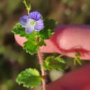 Veronica persica Poir.Veronica persica Poir.