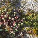 Sedum brevifolium DC.Sedum brevifolium DC.