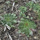 Centaurea ultreiae Silva PandoCentaurea ultreiae Silva Pando