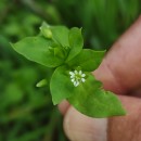 Stellaria media (L.) Vill.Stellaria media (L.) Vill.