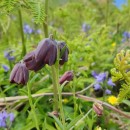 Fritillaria pyrenaica L.Fritillaria pyrenaica L.