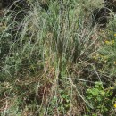 Cortaderia selloana (Schult. & Schult. fil) Asch. & Graebn.Cortaderia selloana (Schult. & Schult. fil) Asch. & Graebn.