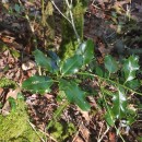 Ilex aquifolium L.Ilex aquifolium L.