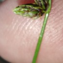 Isolepis setacea (L.) R.Br.Isolepis setacea (L.) R.Br.