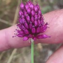 Allium sphaerocephalon L.Allium sphaerocephalon L.