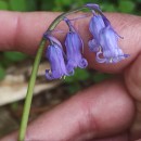 Hyacinthoides non-scripta (L.) Chouard ex Rothm.Hyacinthoides non-scripta (L.) Chouard ex Rothm.