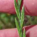 Lolium multiflorum Lam.Lolium multiflorum Lam.