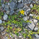 Hypericum humifusum L.Hypericum humifusum L.