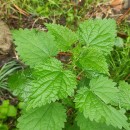 Urtica dioica L.Urtica dioica L.