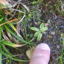 Pinguicula lusitanica L.Pinguicula lusitanica L.