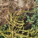 Amaranthus hybridus L.Amaranthus hybridus L.