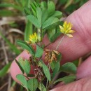 Trifolium dubium Sibth.Trifolium dubium Sibth.