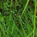 Stellaria alsine GrimmStellaria alsine Grimm