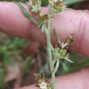 Gamochaeta antillana (Urb.) Anderb.Gamochaeta antillana (Urb.) Anderb.