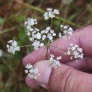 Trocdaris verticillatum (L.) Raf.Trocdaris verticillatum (L.) Raf.