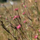 Silene scabriflora  Brot.Silene scabriflora  Brot.