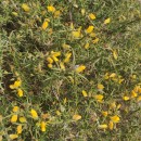 Ulex europaeus L. subsp. latebracteatus (Mariz) Rothm.Ulex europaeus L. subsp. latebracteatus (Mariz) Rothm.
