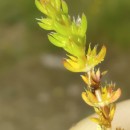 Crassula tillaea Lest.-Garl.Crassula tillaea Lest.-Garl.