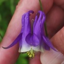 Aquilegia vulgaris L. subsp. vulgarisAquilegia vulgaris L. subsp. vulgaris