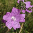 Malva tournefortiana L.Malva tournefortiana L.